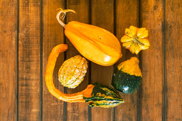 different types of organic pumpkin wood background