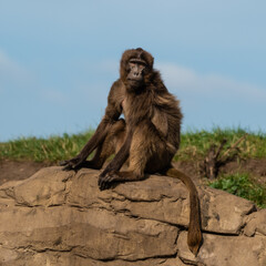 Gelada Monkey Sitting on Top of a Rock