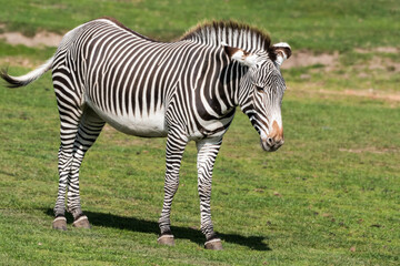 Obraz na płótnie Canvas Grevy's Zebra Walking on Grass