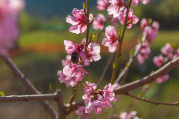 Bumblebee searching for pollen in in a peach blossom, Italy