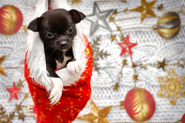 A little puppy sits in a Klaus Santa hat, on a colored Christmas background.