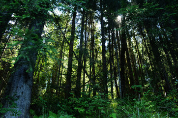 Fototapeta na wymiar Spruce Tree Forest, Sunbeams through Fog illuminating Moss and Fern Covered Forest Floor, Creating a Mystic Atmosphere