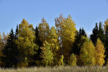 Fototapeta premium A riot of colors in the Ural forest. Autumn is in full swing in the foothills of the Western Urals.