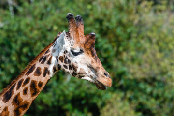 Close Up of a Rothchild Giraffe Head and Neck
