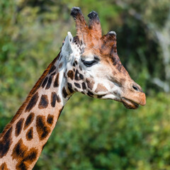 Close Up of a Rothchild Giraffe Head and Neck
