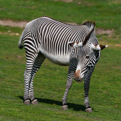 Fototapeta na wymiar Grevy's Zebra Standing on Grass