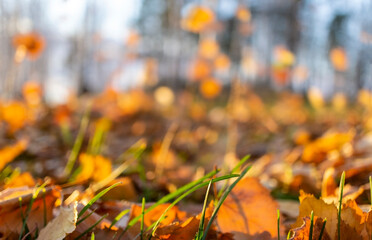 Abstract autumn blurred background with fallen leaves. Defocus, copy space