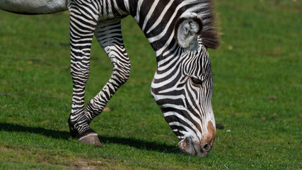 Fototapeta na wymiar Grevy's Zebra Grazing on Grass