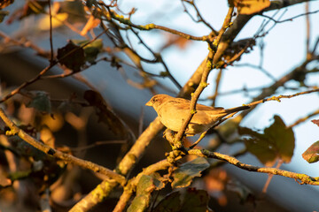 Sperling Spatz