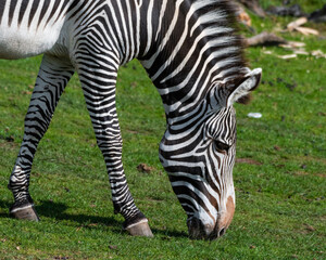 Fototapeta na wymiar Grevy's Zebra Grazing on Grass