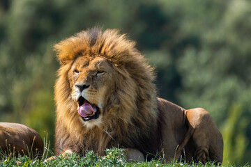Majestic Male Lion Resting on Grass Showing His Teeth