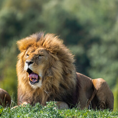 Majestic Male Lion Resting on Grass Showing His Teeth