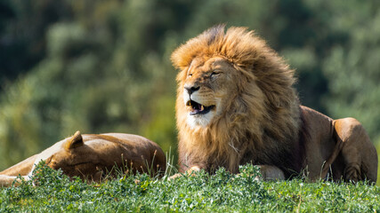 Majestic Male Lion Resting on Grass Showing His Teeth