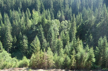 Fototapeta na wymiar Spruce Tree Forest, Sunbeams through Fog illuminating Moss and Fern Covered Forest Floor, Creating a Mystic Atmosphere