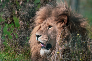 Majestic Male Lion Resting in Tall Grass