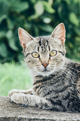 striped black grey kitten is looking confused in the camera