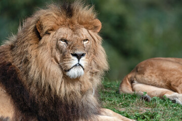 Plakat Majestic Male Lion Close Up Portrait