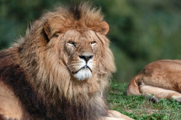 Obraz na płótnie Canvas Majestic Male Lion Close Up Portrait
