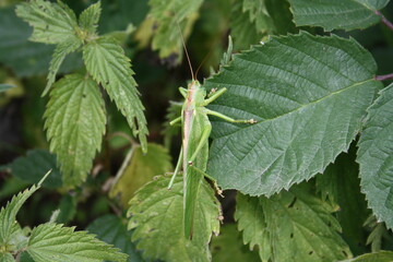 Giant hay horse on leaf