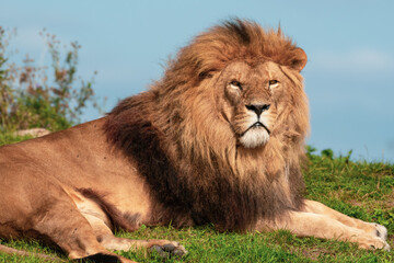 Majestic Male Lion Close Up Portrait