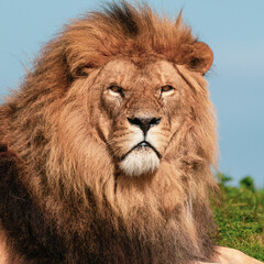 Majestic Male Lion Close Up Portrait