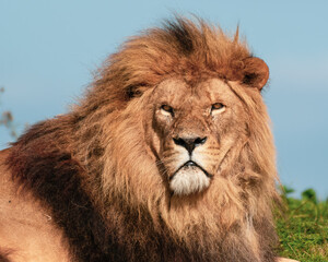 Fototapeta na wymiar Majestic Male Lion Close Up Portrait