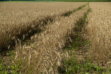 road in wheat plantation