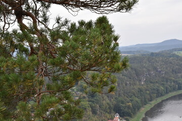 pine tree in the mountains