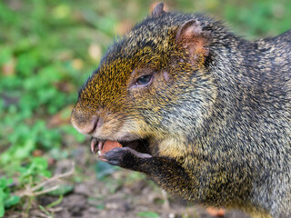Cute Azara's Agouti Feeding on a Carrot