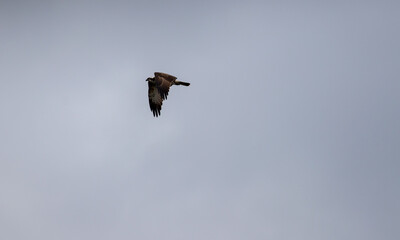 Seeadler