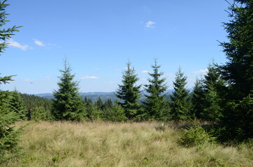 Spruce Tree Forest, Sunbeams through Fog illuminating Moss and Fern Covered Forest Floor, Creating a Mystic Atmosphere