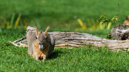 Patagonian Mara Lying  Down on Grass Near an Old Log