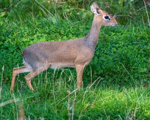 Cute Kirk's Dik Dik Standing on Grass