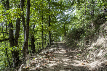 Paseo entre castaños, Casillas, Ávila, Castilla y León, España