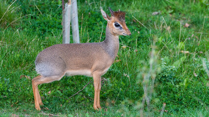 Cute Kirk's Dik Dik Standing on Grass