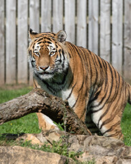 Fototapeta na wymiar Beautiful Bengal Tiger Walking on Grass Near a Fallen tree Branch