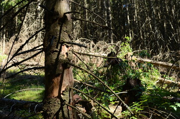 Obraz premium Spruce Tree Forest, Sunbeams through Fog illuminating Moss and Fern Covered Forest Floor, Creating a Mystic Atmosphere