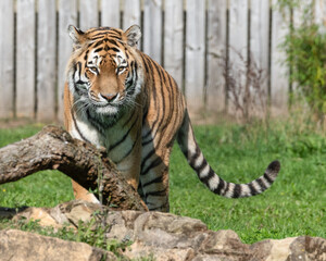 Beautiful Bengal Tiger Walking on Grass Near a Fallen tree Branch