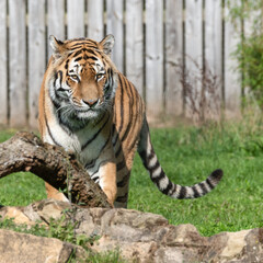 Beautiful Bengal Tiger Walking on Grass Near a Fallen tree Branch