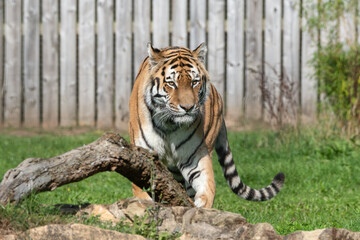 Beautiful Bengal Tiger Walking on Grass Near a Fallen tree Branch