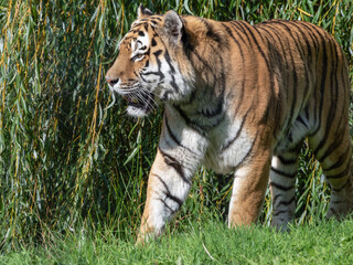 Beautiful Bengal Tiger Standing Near a Large Shrub