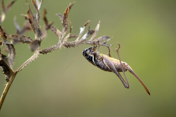 Large brown grasshopper on a thorn of grass on a summer day