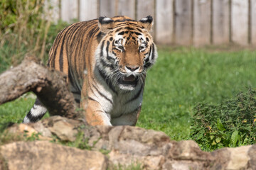 Naklejka na ściany i meble Beautiful Bengal Tiger Walking on Rocky Ground