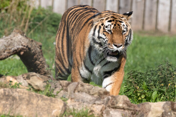 Fototapeta na wymiar Beautiful Bengal Tiger Walking on Rocky Ground