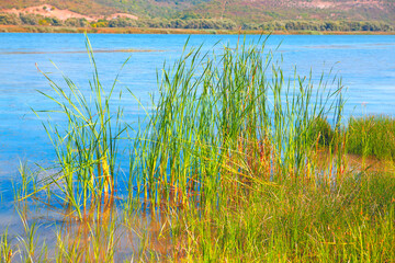 Aquatic grasses in the lake