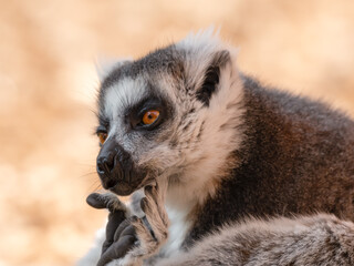 Ring-Tailed Lemur Scratching Itself