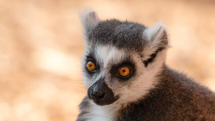 Ring-Tailed Lemur Close Up Portrait