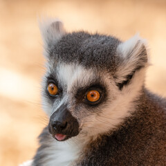 Ring-Tailed Lemur Close Up Portrait
