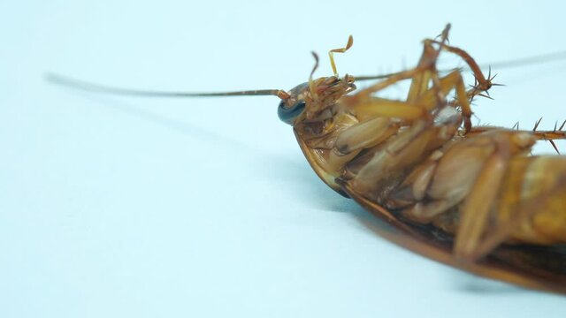 cockroaches wriggle to die on white tile floor.
