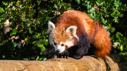 Obraz premium Gorgeous Red Panda Walking Along a Wooden Post